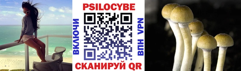 Купить закладки  Починок  Псилоцибиновые грибы мицелий 
